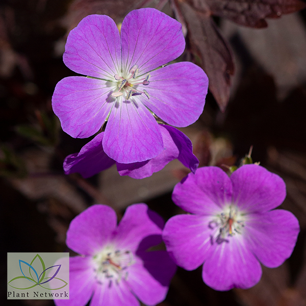 Geranium Stormy Night – Plant Network