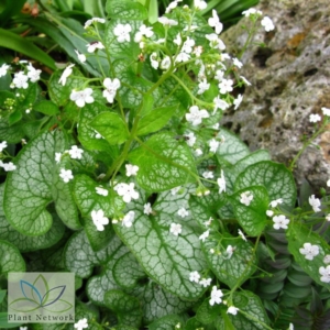 Brunnera Mr. Morse cu