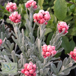 Helichrysum Red Jewel